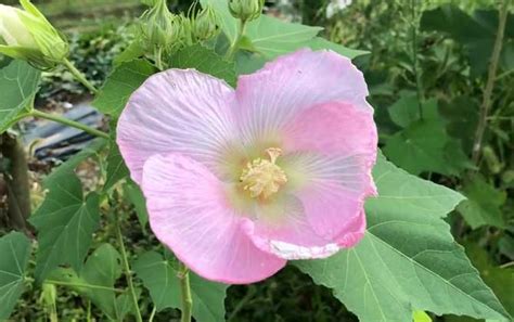 芙蓉樹照顧|【芙蓉樹照顧】新手必看！芙蓉樹照顧秘技：種植、施肥、修剪、。